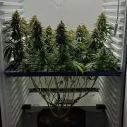 Pineapple Express