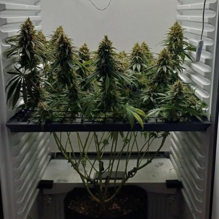 Pineapple Express
