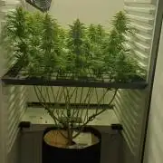 Pineapple Express