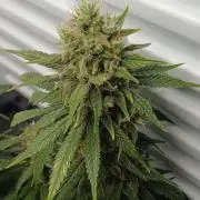 Pineapple Express