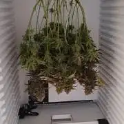 Pineapple Express