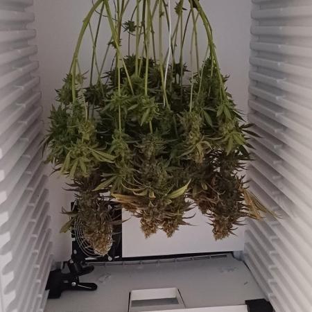 Pineapple Express