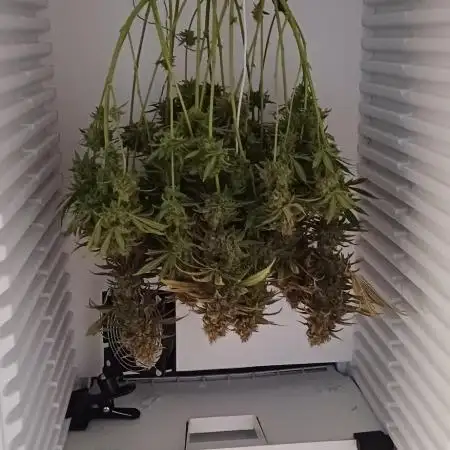 Pineapple Express
