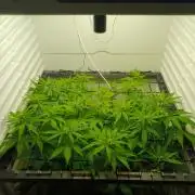 Pineapple Express