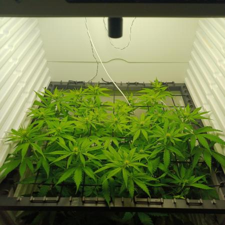 Pineapple Express