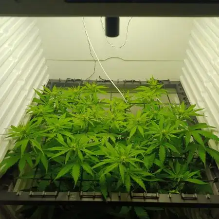 Pineapple Express