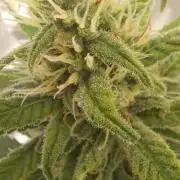 Pineapple Express
