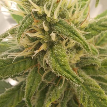 Pineapple Express