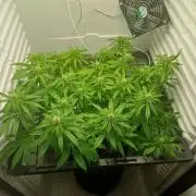 Pineapple Express
