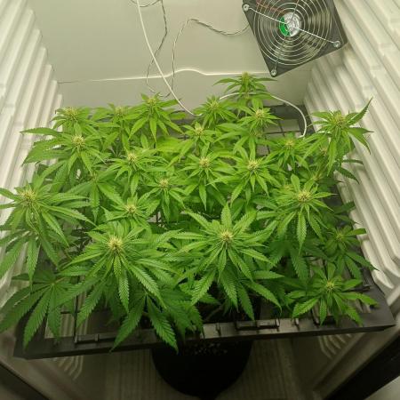 Pineapple Express