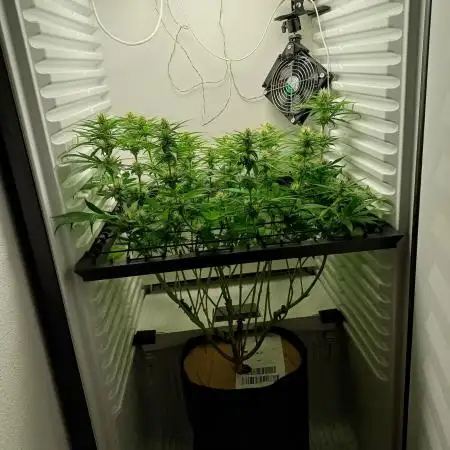 Pineapple Express