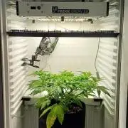 Pineapple Express
