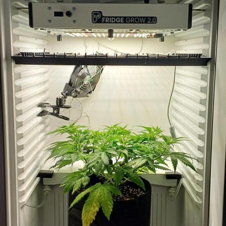 Pineapple Express