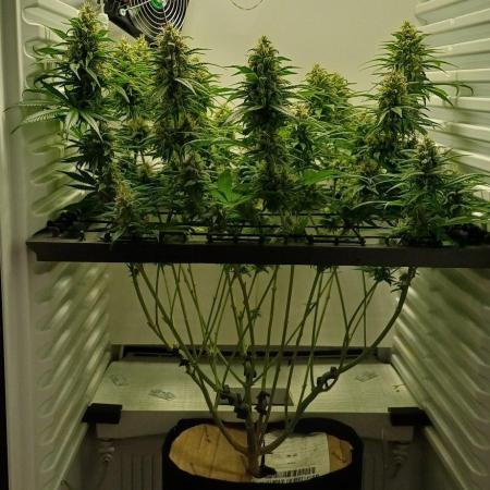 Pineapple Express