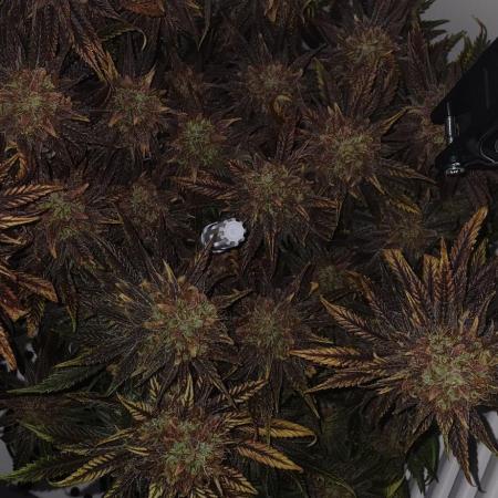 Pineapple Express