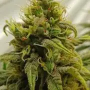 Pineapple Express