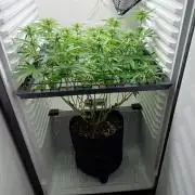 Pineapple Express