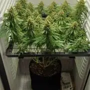 Pineapple Express