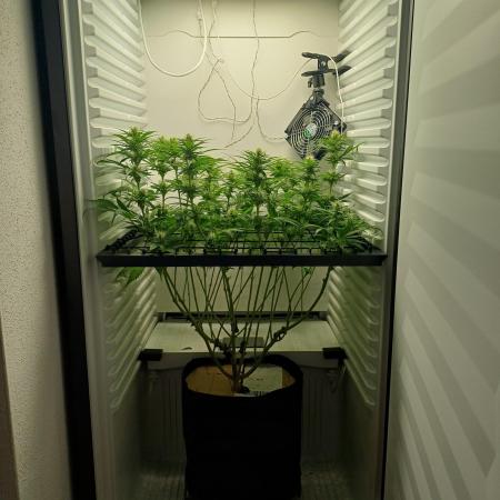 Pineapple Express