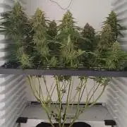 Pineapple Express