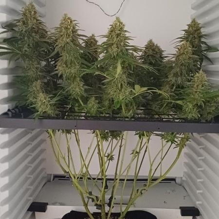 Pineapple Express