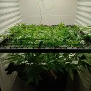 Pineapple Express