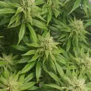 Pineapple Express