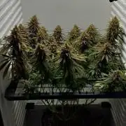 Pineapple Express