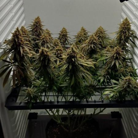 Pineapple Express