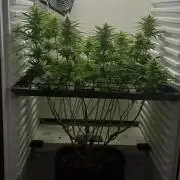 Pineapple Express