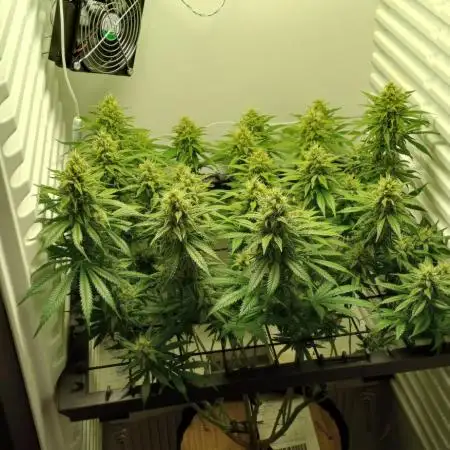 Pineapple Express