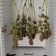 Pineapple Express