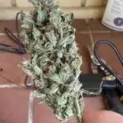 Tropic Gem Texas Green House Grow