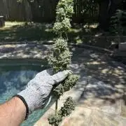 Tropic Gem Texas Green House Grow