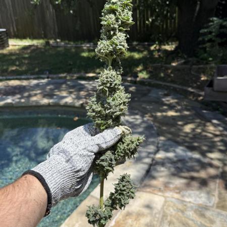 Tropic Gem Texas Green House Grow