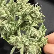 Tropic Gem Texas Green House Grow