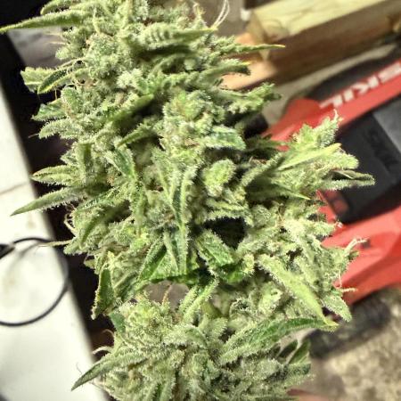 Tropic Gem Texas Green House Grow