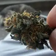 Granddaddy and Northern Enhance CO2 DWC