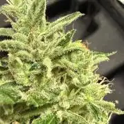Tropic Gem Texas Green House Grow