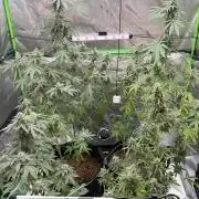 Tropic Gem Texas Green House Grow