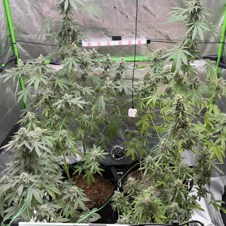 Tropic Gem Texas Green House Grow