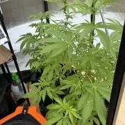 Tropic Gem Texas Green House Grow