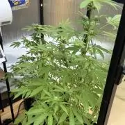 Tropic Gem Texas Green House Grow