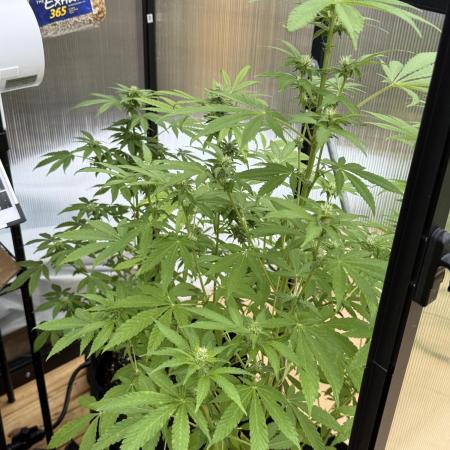Tropic Gem Texas Green House Grow