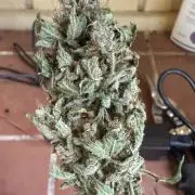 Tropic Gem Texas Green House Grow