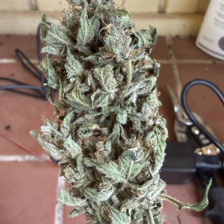 Tropic Gem Texas Green House Grow