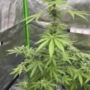 Tropic Gem Texas Green House Grow