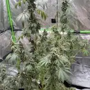 Tropic Gem Texas Green House Grow