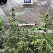Tropic Gem Texas Green House Grow