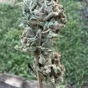 Tropic Gem Texas Green House Grow